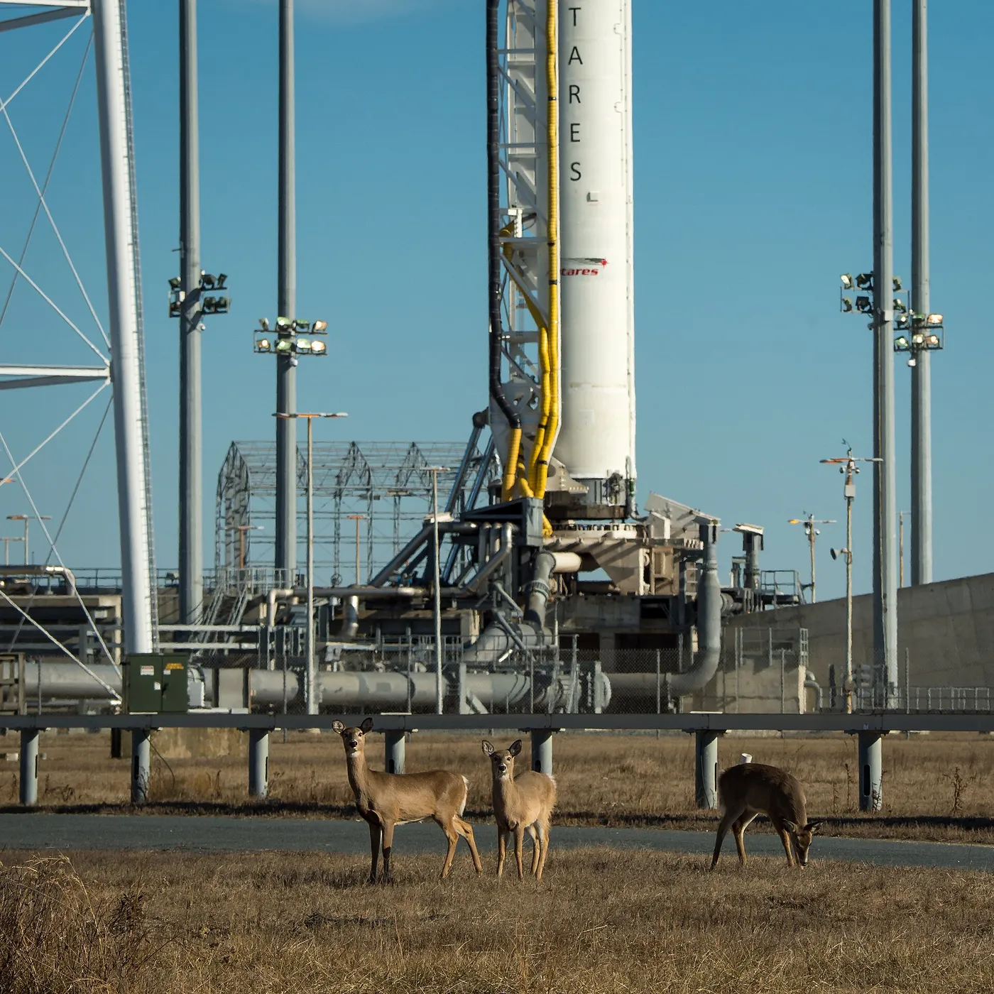 White-tailed deer graze near the Orbital Sciences Corporation Antares rocket, launch Pad-0A, at NASA's Wallops Flight Facility, Wednesday, January 8,…