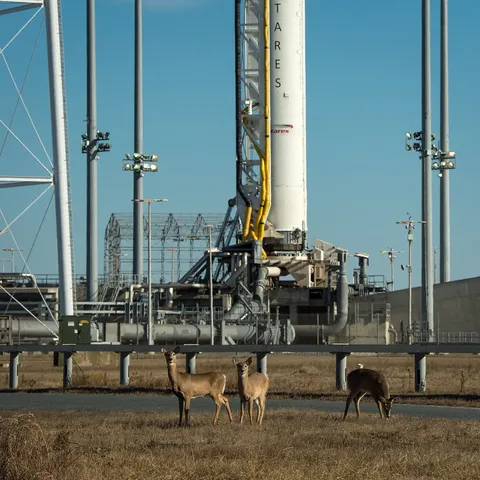 White-tailed deer graze near the Orbital Sciences Corporation Antares rocket, launch Pad-0A, at NASA's Wallops Flight Facility, Wednesday, January 8,…
