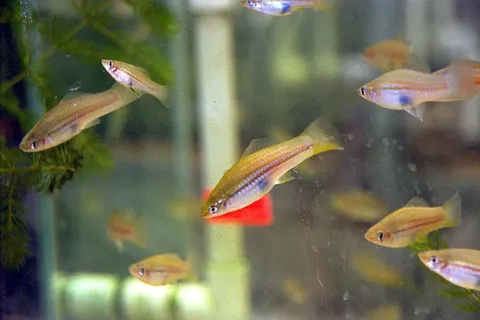 Type of fish that was flown on STS 90